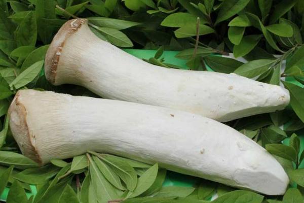 杏鮑菇的熱量 吃杏鮑菇會(huì)發(fā)胖嗎 杏鮑菇的熱量 吃杏鮑菇會(huì)發(fā)胖嗎