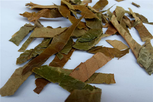 枇杷葉可以曬干保存嗎 枇杷葉曬干的好還是陰干的好 枇杷葉可以曬干保存嗎 枇杷葉曬干的好還是陰干的好
