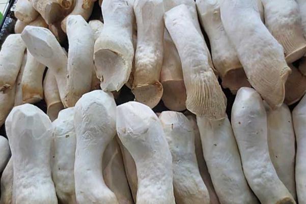 杏鮑菇的熱量 吃杏鮑菇會(huì)發(fā)胖嗎 杏鮑菇的熱量 吃杏鮑菇會(huì)發(fā)胖嗎