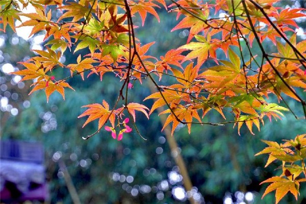 秋分有什么講究 秋分有什么忌諱嗎 秋分有什么講究 秋分有什么忌諱嗎