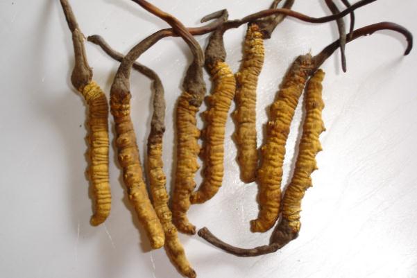 冬蟲(chóng)夏草有沒(méi)有保質(zhì)期限 冬蟲(chóng)夏草過(guò)期能吃嗎