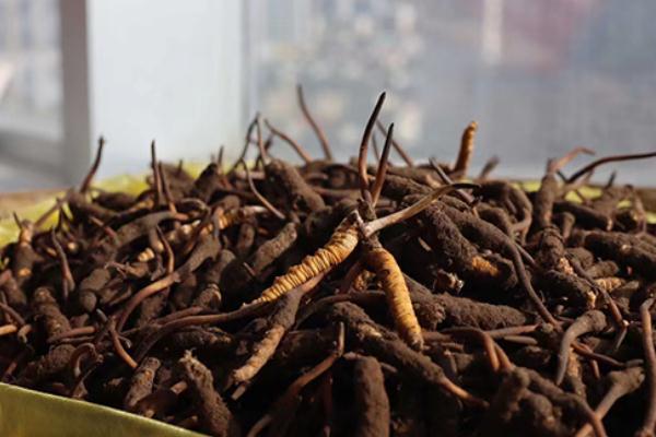 冬蟲(chóng)夏草對(duì)女人的功效與作用 冬蟲(chóng)夏草對(duì)腫瘤到底有沒(méi)有作用