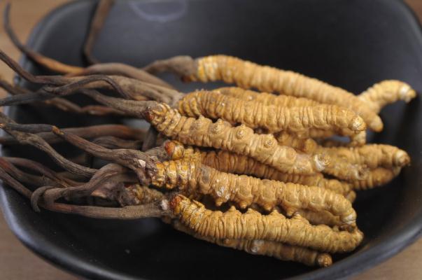 冬蟲夏草孕婦可以吃嗎 吃冬蟲夏草有哪些禁忌 冬蟲夏草孕婦可以吃嗎 吃冬蟲夏草有哪些禁忌