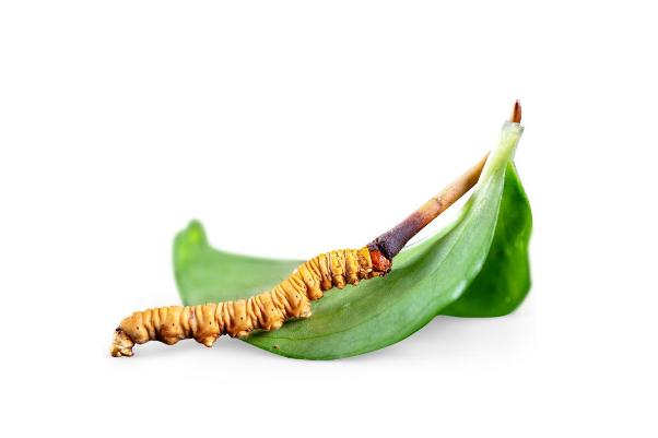 冬蟲夏草孕婦可以吃嗎 吃冬蟲夏草有哪些禁忌 冬蟲夏草孕婦可以吃嗎 吃冬蟲夏草有哪些禁忌