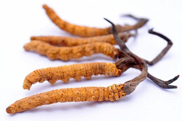 冬蟲夏草的作用與功效 冬蟲夏草的吃法怎樣最好 冬蟲夏草的作用與功效 冬蟲夏草的吃法怎樣最好