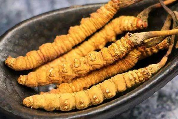 冬蟲夏草有沒有假的 怎樣辨別冬蟲夏草真假 冬蟲夏草有沒有假的 怎樣辨別冬蟲夏草真假