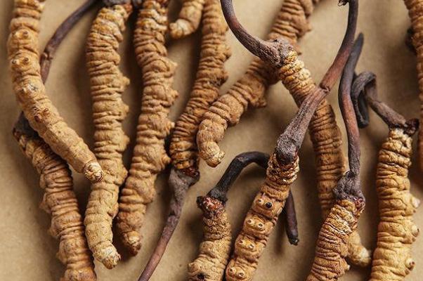 冬蟲(chóng)夏草對(duì)女人的功效與作用 冬蟲(chóng)夏草對(duì)腫瘤到底有沒(méi)有作用