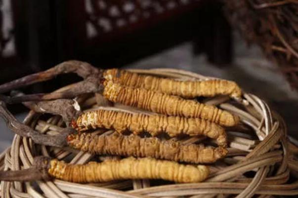 冬蟲(chóng)夏草有沒(méi)有保質(zhì)期限 冬蟲(chóng)夏草過(guò)期能吃嗎