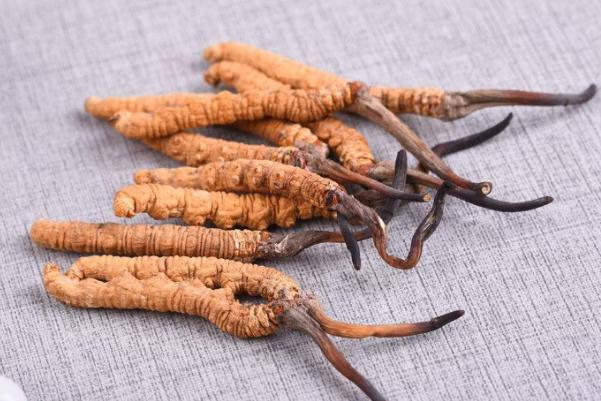 冬蟲夏草有沒有假的 怎樣辨別冬蟲夏草真假 冬蟲夏草有沒有假的 怎樣辨別冬蟲夏草真假