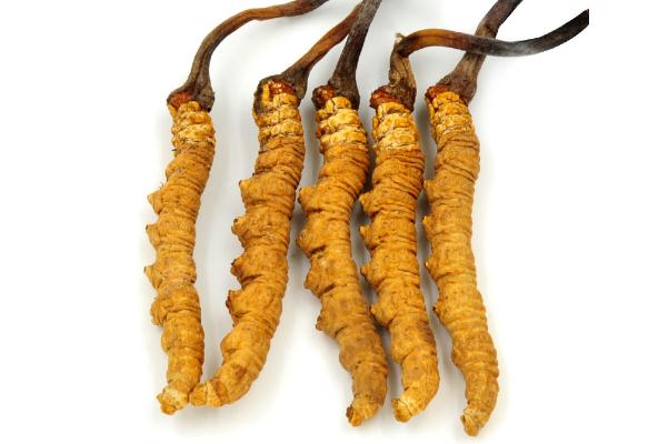 冬蟲夏草的作用與功效 冬蟲夏草的吃法怎樣最好 冬蟲夏草的作用與功效 冬蟲夏草的吃法怎樣最好