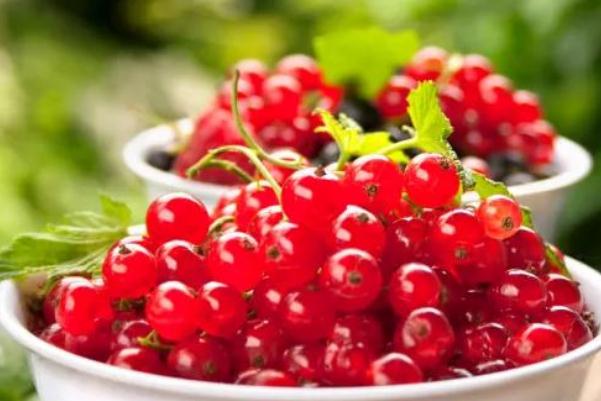 蔓越莓干會(huì)上火嗎 蔓越莓干會(huì)引起過敏嗎 蔓越莓干會(huì)上火嗎 蔓越莓干會(huì)引起過敏嗎