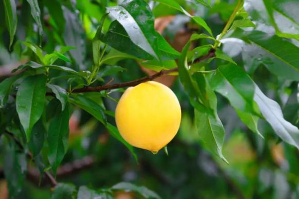 黃桃的熱量是多少大卡 吃黃桃會(huì)胖嗎 黃桃的熱量是多少大卡 吃黃桃會(huì)胖嗎