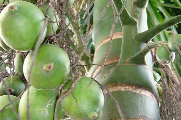 檳榔可以吞下去嗎 檳榔吞下去會怎么樣 檳榔可以吞下去嗎 檳榔吞下去會怎么樣