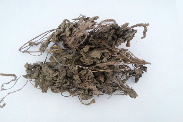 車前草有助于排尿酸嗎 車前草降尿酸效果好嗎 車前草有助于排尿酸嗎 車前草降尿酸效果好嗎