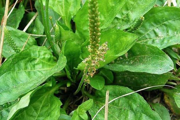 車前草有助于排尿酸嗎 車前草降尿酸效果好嗎 車前草有助于排尿酸嗎 車前草降尿酸效果好嗎