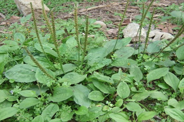車前草有助于排結(jié)石嗎 車前草對痛風(fēng)起作用嗎 車前草有助于排結(jié)石嗎 車前草對痛風(fēng)起作用嗎