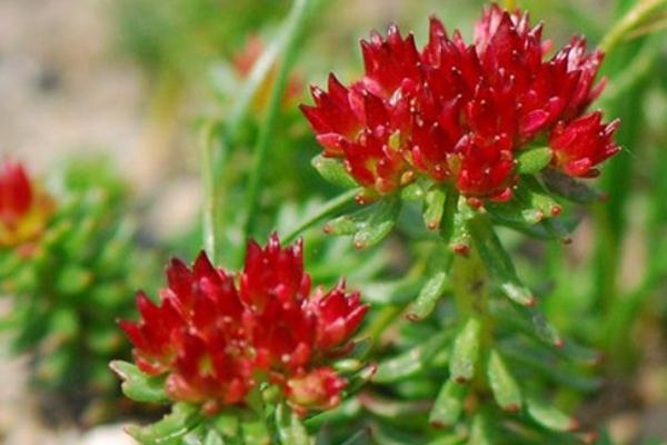 紅景天是干嘛用的 紅景天適合什么人群服用 紅景天是干嘛用的 紅景天適合什么人群服用