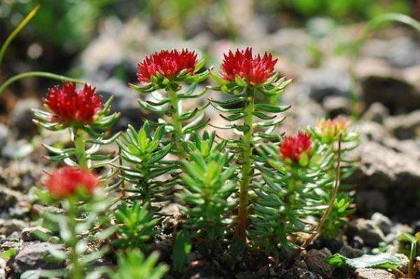 紅景天孕婦可以用嗎 紅景天孕婦吃了會怎么樣 紅景天孕婦可以用嗎 紅景天孕婦吃了會怎么樣