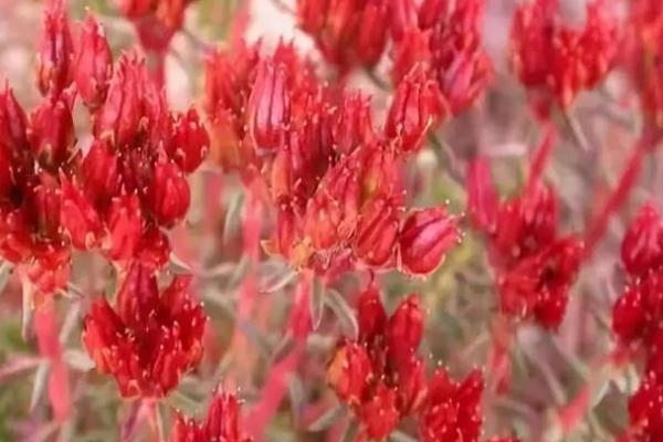 紅景天對(duì)高原反應(yīng)有用嗎 紅景天對(duì)糖尿病的作用 紅景天對(duì)高原反應(yīng)有用嗎 紅景天對(duì)糖尿病的作用