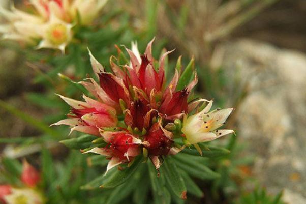 紅景天對(duì)心臟有什么好處 紅景天對(duì)睡眠的調(diào)理作用 紅景天對(duì)心臟有什么好處 紅景天對(duì)睡眠的調(diào)理作用