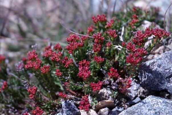 紅景天對(duì)心臟有什么好處 紅景天對(duì)睡眠的調(diào)理作用 紅景天對(duì)心臟有什么好處 紅景天對(duì)睡眠的調(diào)理作用