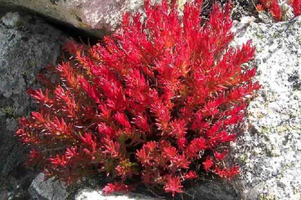 紅景天孕婦可以用嗎 紅景天孕婦吃了會怎么樣 紅景天孕婦可以用嗎 紅景天孕婦吃了會怎么樣