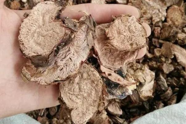 紅景天會(huì)不會(huì)影響月經(jīng) 紅景天會(huì)導(dǎo)致月經(jīng)推遲嗎 紅景天會(huì)不會(huì)影響月經(jīng) 紅景天會(huì)導(dǎo)致月經(jīng)推遲嗎