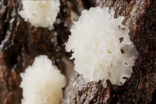 銀耳有保質(zhì)期嗎 銀耳有沒(méi)有毒 銀耳有保質(zhì)期嗎 銀耳有沒(méi)有毒