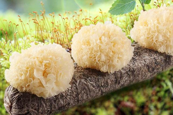 銀耳的糖分高嗎 銀耳糖尿病患者能吃嗎 銀耳的糖分高嗎 銀耳糖尿病患者能吃嗎