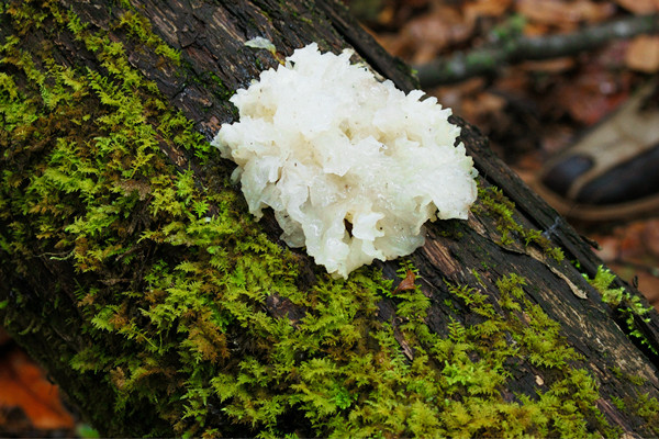 銀耳的熱量是多少大卡 銀耳會不會胖 銀耳的熱量是多少大卡 銀耳會不會胖