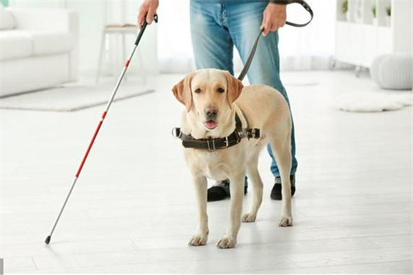 導盲犬可以進入公共場所嗎 導盲犬一般是什么品種 導盲犬可以進入公共場所嗎 導盲犬一般是什么品種
