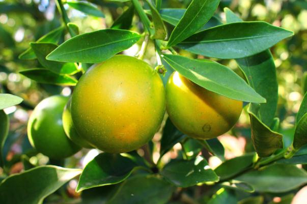 小金桔會(huì)上火嗎 小金桔上火還是下火的