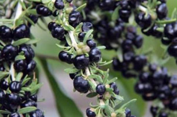 黑枸杞孕婦可以吃嗎 黑枸杞孕婦可以泡水喝嗎 黑枸杞孕婦可以吃嗎 黑枸杞孕婦可以泡水喝嗎