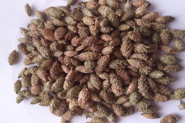 蒼耳子是熱性還是涼性 蒼耳子的功效與作用 蒼耳子是熱性還是涼性 蒼耳子的功效與作用