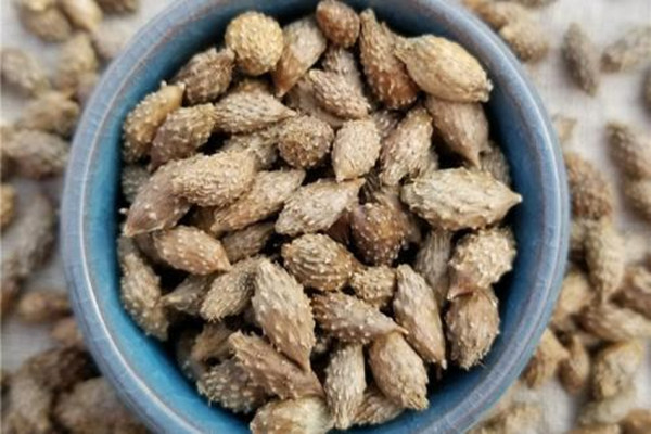 蒼耳子能不能泡腳 蒼耳子泡腳有什么療效 蒼耳子能不能泡腳 蒼耳子泡腳有什么療效