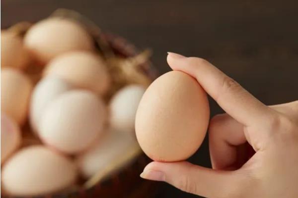 無(wú)菌蛋有什么好處 無(wú)菌蛋怎么吃 無(wú)菌蛋有什么好處 無(wú)菌蛋怎么吃