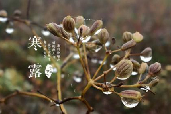 寒露的節(jié)氣的含義是什么意思 寒露的來歷和風(fēng)俗 寒露的節(jié)氣的含義是什么意思 寒露的來歷和風(fēng)俗