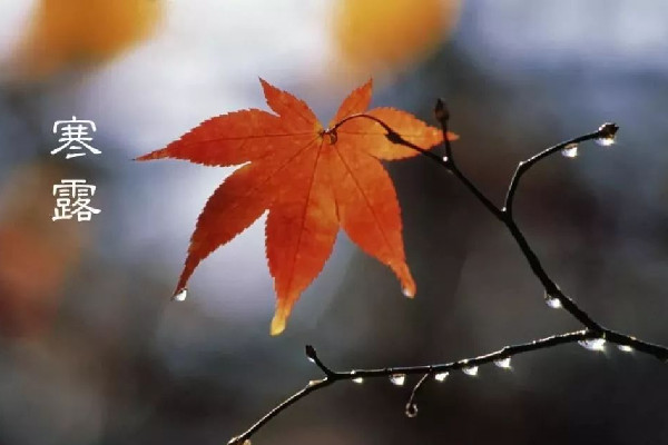 寒露要吃螃蟹嘛 寒露吃螃蟹的寓意 寒露要吃螃蟹嘛 寒露吃螃蟹的寓意