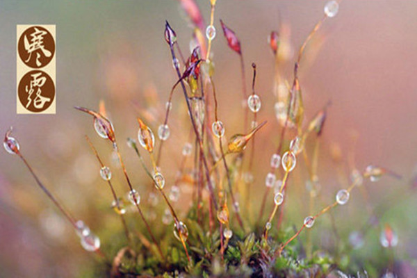 寒露是第幾個(gè)節(jié)氣 寒露是不是天氣就冷了 寒露是第幾個(gè)節(jié)氣 寒露是不是天氣就冷了