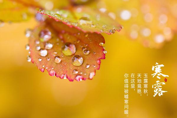 寒露節(jié)氣是幾月幾日 寒露節(jié)氣如何養(yǎng)生 寒露節(jié)氣是幾月幾日 寒露節(jié)氣如何養(yǎng)生