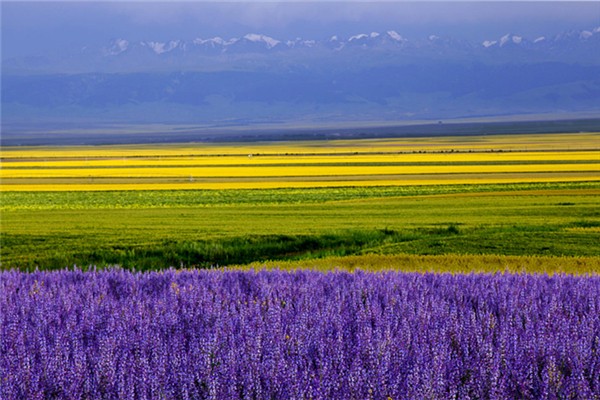 伊犁的旅游景點(diǎn)都有些什么地方 伊犁旅游最好的季節(jié) 伊犁的旅游景點(diǎn)都有些什么地方 伊犁旅游最好的季節(jié)
