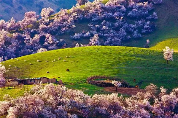 伊犁的旅游景點(diǎn)都有些什么地方 伊犁旅游最好的季節(jié) 伊犁的旅游景點(diǎn)都有些什么地方 伊犁旅游最好的季節(jié)