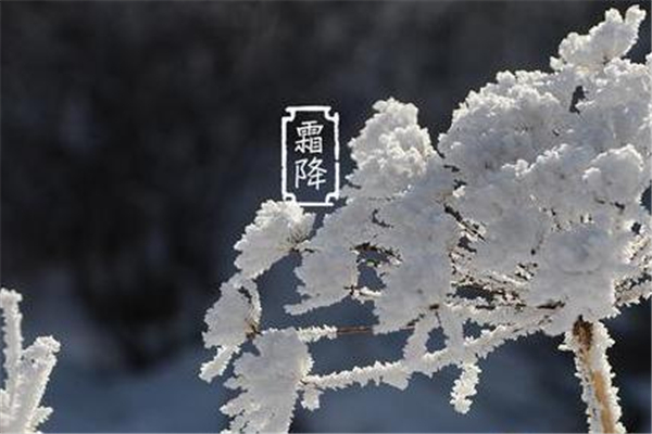 霜降是不是開(kāi)始冷了 寒露冷還是霜降冷 霜降是不是開(kāi)始冷了 寒露冷還是霜降冷