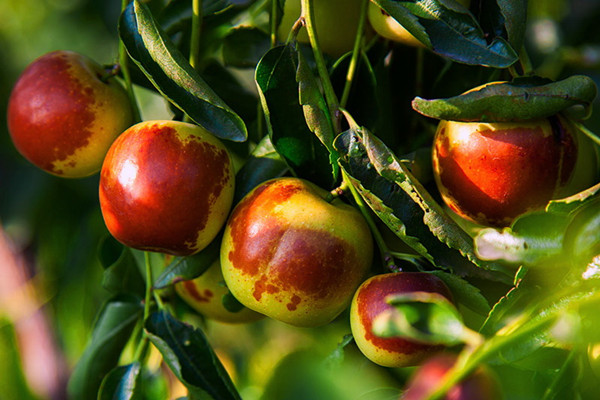 冬棗的營養(yǎng)成分 冬棗會不會上火 冬棗的營養(yǎng)成分 冬棗會不會上火