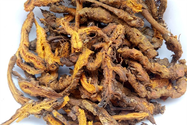 黃連是最苦的中藥嗎 黃連苦的程度 黃連是最苦的中藥嗎 黃連苦的程度