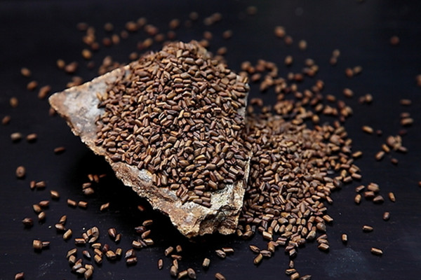 決明子怎么挑選 決明子的儲(chǔ)存方法 決明子怎么挑選 決明子的儲(chǔ)存方法