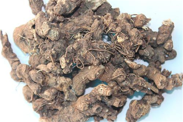 蒼術(shù)可以煲湯嗎 蒼術(shù)的功效和作用 蒼術(shù)可以煲湯嗎 蒼術(shù)的功效和作用