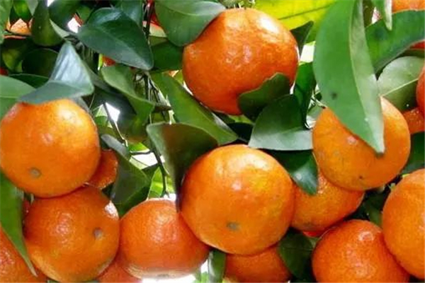 沙糖桔能存放多長(zhǎng)時(shí)間 沙糖桔怎么保存不容易壞 沙糖桔能存放多長(zhǎng)時(shí)間 沙糖桔怎么保存不容易壞
