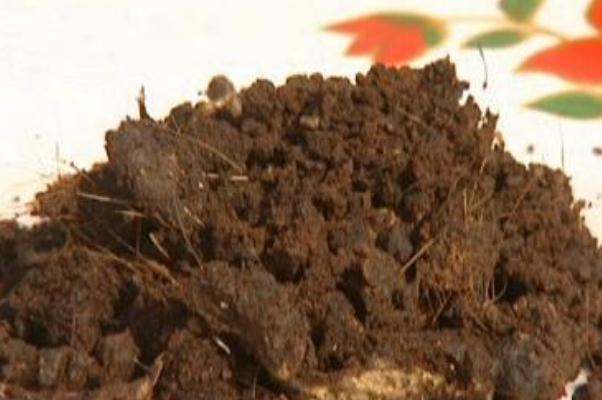 麝香是不是會導致不孕 麝香為什么會導致不孕 麝香是不是會導致不孕 麝香為什么會導致不孕