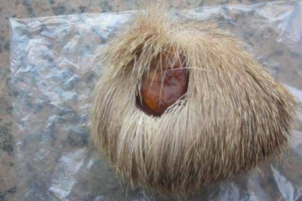 麝香孕婦可以聞嗎 麝香孕婦聞了會流產(chǎn)嗎 麝香孕婦可以聞嗎 麝香孕婦聞了會流產(chǎn)嗎